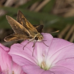 Taractrocera papyria at Dawn Crescent Grassland (DCG) - 16 Mar 2024