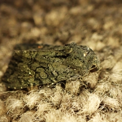 Neumichtis nigerrima (Black Turnip Moth) at Cook, ACT - 17 Mar 2024 by CathB