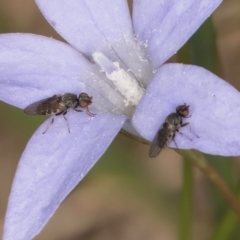 Calyptrate (subsection) (Unidentified house-flies, blow-flies and their allies) at Lawson North Grasslands - 16 Mar 2024 by kasiaaus