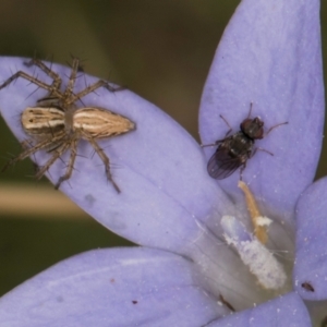 Calyptrate (subsection) at Lawson, ACT - 16 Mar 2024