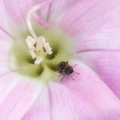 Calyptrate (subsection) (Unidentified house-flies, blow-flies and their allies) at Lawson, ACT - 16 Mar 2024 by kasiaaus