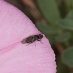 Calyptrate (subsection) at Lawson, ACT - 16 Mar 2024 01:27 PM