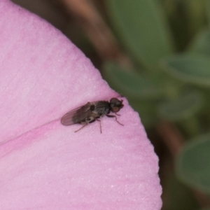 Calyptrate (subsection) at Lawson, ACT - 16 Mar 2024 01:27 PM