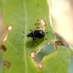 Euops sp. (genus) (A leaf-rolling weevil) at Aranda, ACT - 16 Mar 2024 by CathB
