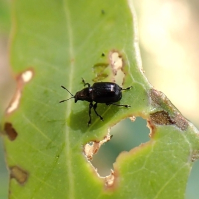 Euops sp. (genus) (A leaf-rolling weevil) at Aranda Bushland - 16 Mar 2024 by CathB