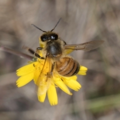 Apis mellifera (European honey bee) at Lawson North Grasslands - 16 Mar 2024 by kasiaaus