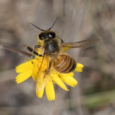 Apis mellifera (European honey bee) at Lawson North Grasslands - 16 Mar 2024 by kasiaaus