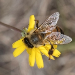 Apis mellifera at Lawson, ACT - 16 Mar 2024 01:23 PM