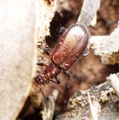 Ecnolagria sp. (genus) (A brown darkling beetle) at Aranda, ACT - 15 Mar 2024 by CathB