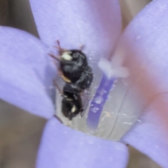 Hylaeus (Prosopisteron) sp. (genus & subgenus) (Masked Bee) at Dawn Crescent Grassland (DCG) - 16 Mar 2024 by kasiaaus