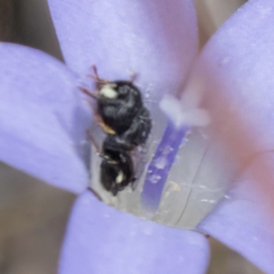 Hylaeus (Prosopisteron) sp. (genus & subgenus) (Masked Bee) at Dawn Crescent Grassland (DCG) - 16 Mar 2024 by kasiaaus