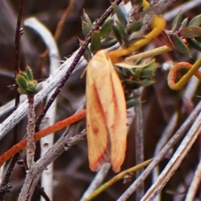 Eochrois dejunctella (A Concealer moth (Wingia Group)) at Aranda Bushland - 15 Mar 2024 by CathB