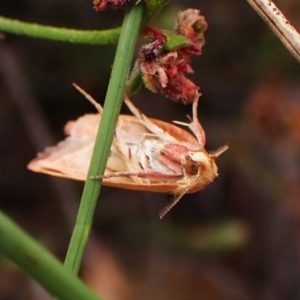 Eochrois dejunctella at Aranda Bushland - 16 Mar 2024