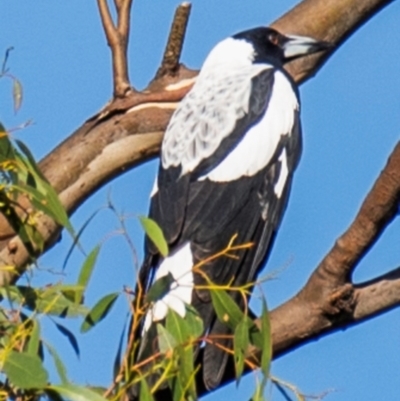 Gymnorhina tibicen (Australian Magpie) at Longwarry North, VIC - 17 Mar 2024 by Petesteamer