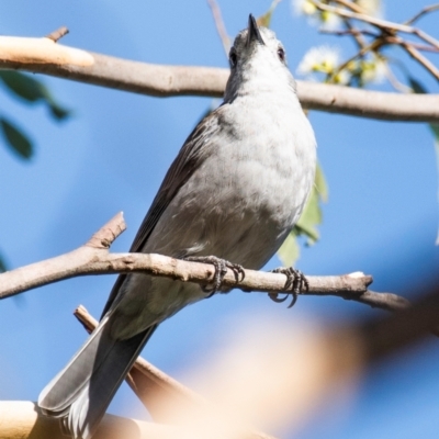 Colluricincla harmonica (Grey Shrikethrush) at Longwarry North, VIC - 16 Mar 2024 by Petesteamer