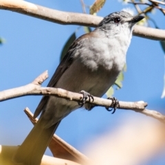 Colluricincla harmonica at Longwarry North, VIC - 17 Mar 2024 08:41 AM