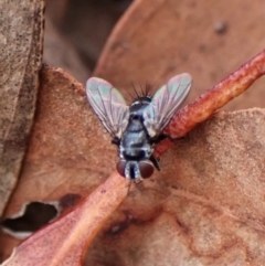 Trigonospila sp. (genus) at Aranda, ACT - 15 Mar 2024 by CathB