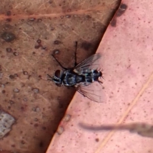 Trigonospila sp. (genus) at Aranda Bushland - 16 Mar 2024