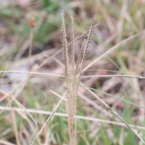 Chloris truncata at Higgins, ACT - 17 Mar 2024