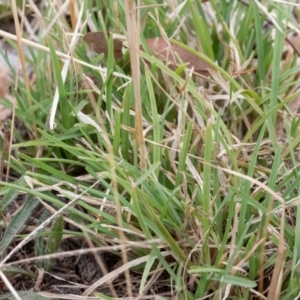 Chloris truncata at Higgins, ACT - 17 Mar 2024