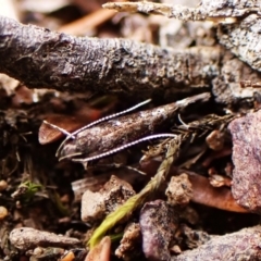Stagmatophora argyrostrepta (A cosmet moth) at Aranda Bushland - 16 Mar 2024 by CathB