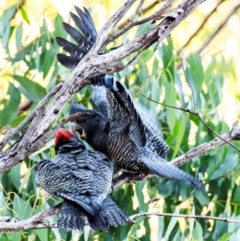 Callocephalon fimbriatum (Gang-gang Cockatoo) at Longwarry North, VIC - 16 Mar 2024 by Petesteamer