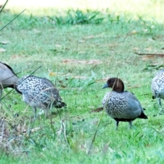 Chenonetta jubata (Australian Wood Duck) at Longwarry North, VIC - 16 Mar 2024 by Petesteamer