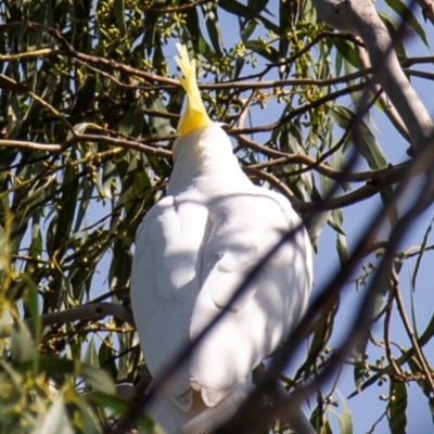 Cacatua galerita (Sulphur-crested Cockatoo) at Longwarry North, VIC - 16 Mar 2024 by Petesteamer