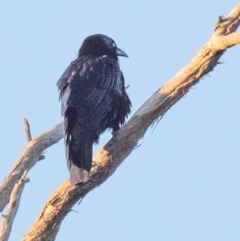 Corvus mellori (Little Raven) at Drouin, VIC - 17 Mar 2024 by Petesteamer