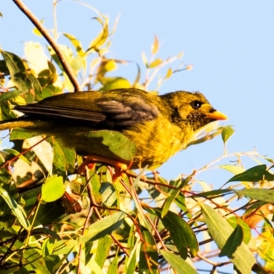 Manorina melanophrys (Bell Miner) at Drouin, VIC - 17 Mar 2024 by Petesteamer