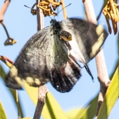 Delias harpalyce (Imperial Jezebel) at Longwarry North, VIC - 17 Mar 2024 by Petesteamer