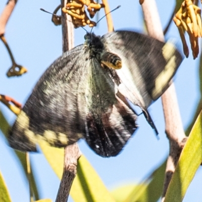 Delias harpalyce (Imperial Jezebel) at Longwarry North, VIC - 17 Mar 2024 by Petesteamer