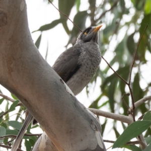 Manorina melanocephala at Higgins Woodland - 17 Mar 2024 12:05 PM