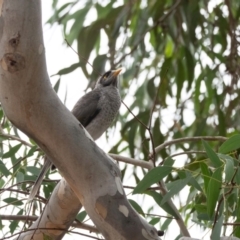 Manorina melanocephala at Higgins Woodland - 17 Mar 2024