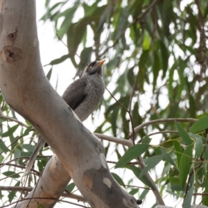 Manorina melanocephala at Higgins Woodland - 17 Mar 2024