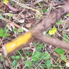 Berberis aquifolium (Oregon Grape) at Watson, ACT - 17 Mar 2024 by MAX