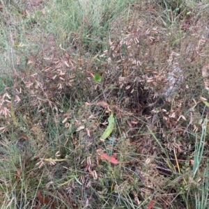 Bossiaea buxifolia at Mount Majura - 17 Mar 2024