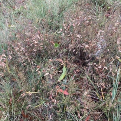 Bossiaea buxifolia (Matted Bossiaea) at Mount Majura - 17 Mar 2024 by waltraud