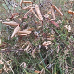 Bossiaea buxifolia at Mount Majura - 17 Mar 2024