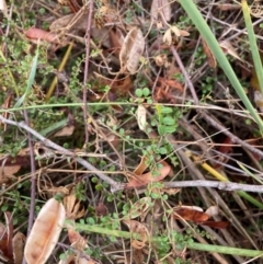 Bossiaea buxifolia at Mount Majura - 17 Mar 2024