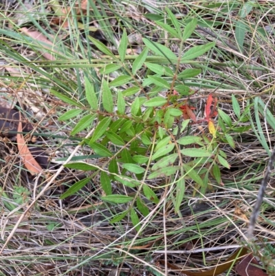 Pistacia chinensis (Chinese Pistachio) at Mount Majura - 17 Mar 2024 by waltraud