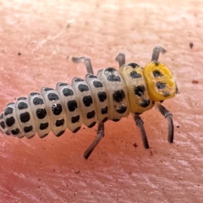 Illeis galbula (Fungus-eating Ladybird) at Sutton, NSW - 17 Mar 2024 by thegraduatesunfly