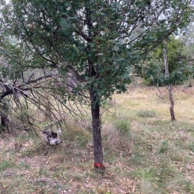 Sorbus domestica (Service Tree) at Watson, ACT - 17 Mar 2024 by waltraud