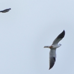 Elanus axillaris (Black-shouldered Kite) at Wollondilly Local Government Area - 16 Mar 2024 by Freebird