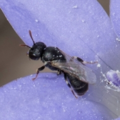 Hylaeus (Prosopisteron) sp. (genus & subgenus) (Masked Bee) at Lawson North Grasslands - 16 Mar 2024 by kasiaaus