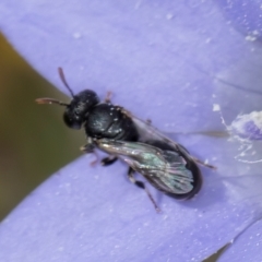 Hylaeus (Prosopisteron) sp. (genus & subgenus) at Lawson, ACT - 16 Mar 2024 01:26 PM