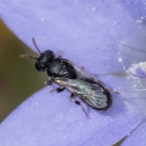 Hylaeus (Prosopisteron) sp. (genus & subgenus) at Lawson, ACT - 16 Mar 2024