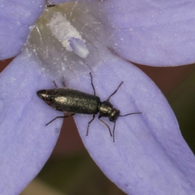 Dasytinae (subfamily) (Soft-winged flower beetle) at Dawn Crescent Grassland (DCG) - 16 Mar 2024 by kasiaaus