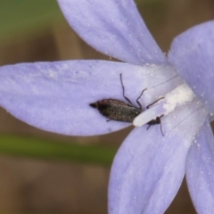 Dasytinae (subfamily) at Lawson, ACT - 16 Mar 2024 01:30 PM