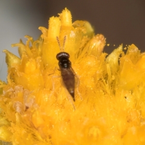 Chalcidoidea (superfamily) at Lawson, ACT - 16 Mar 2024